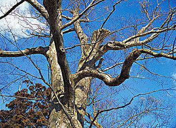 《银翼杀手：增强版》现已发售 Steam国区原价37元